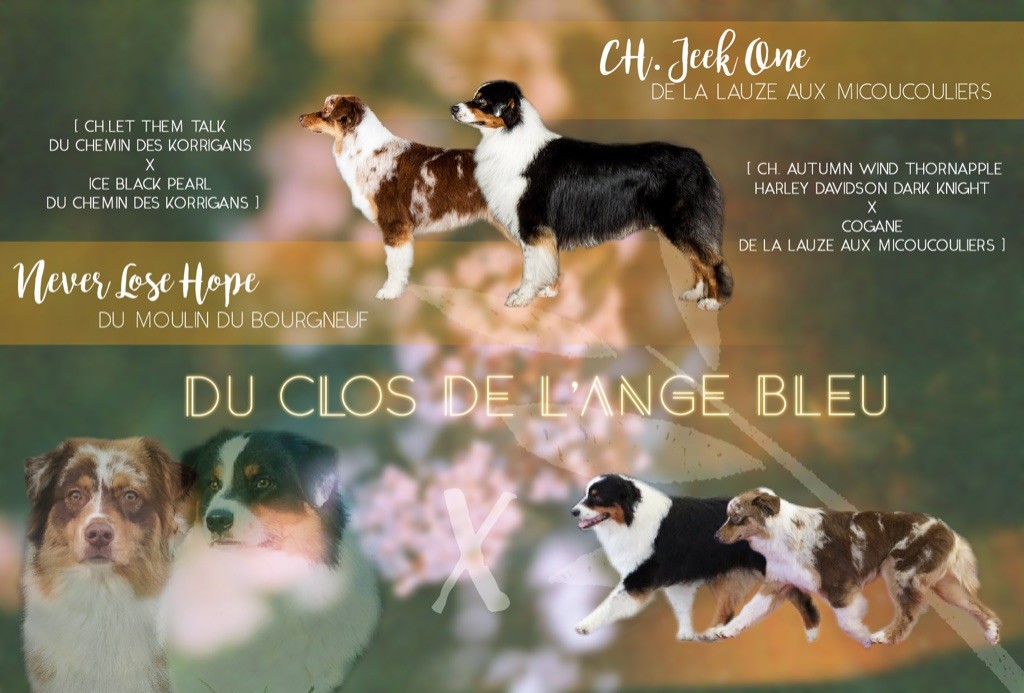 Du Clos De L'ange Bleu - Gestation confirmée pour notre 2ème portée 2020