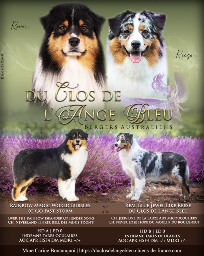 Du Clos De L'ange Bleu - Berger Australien - Portée née le 10/02/2023